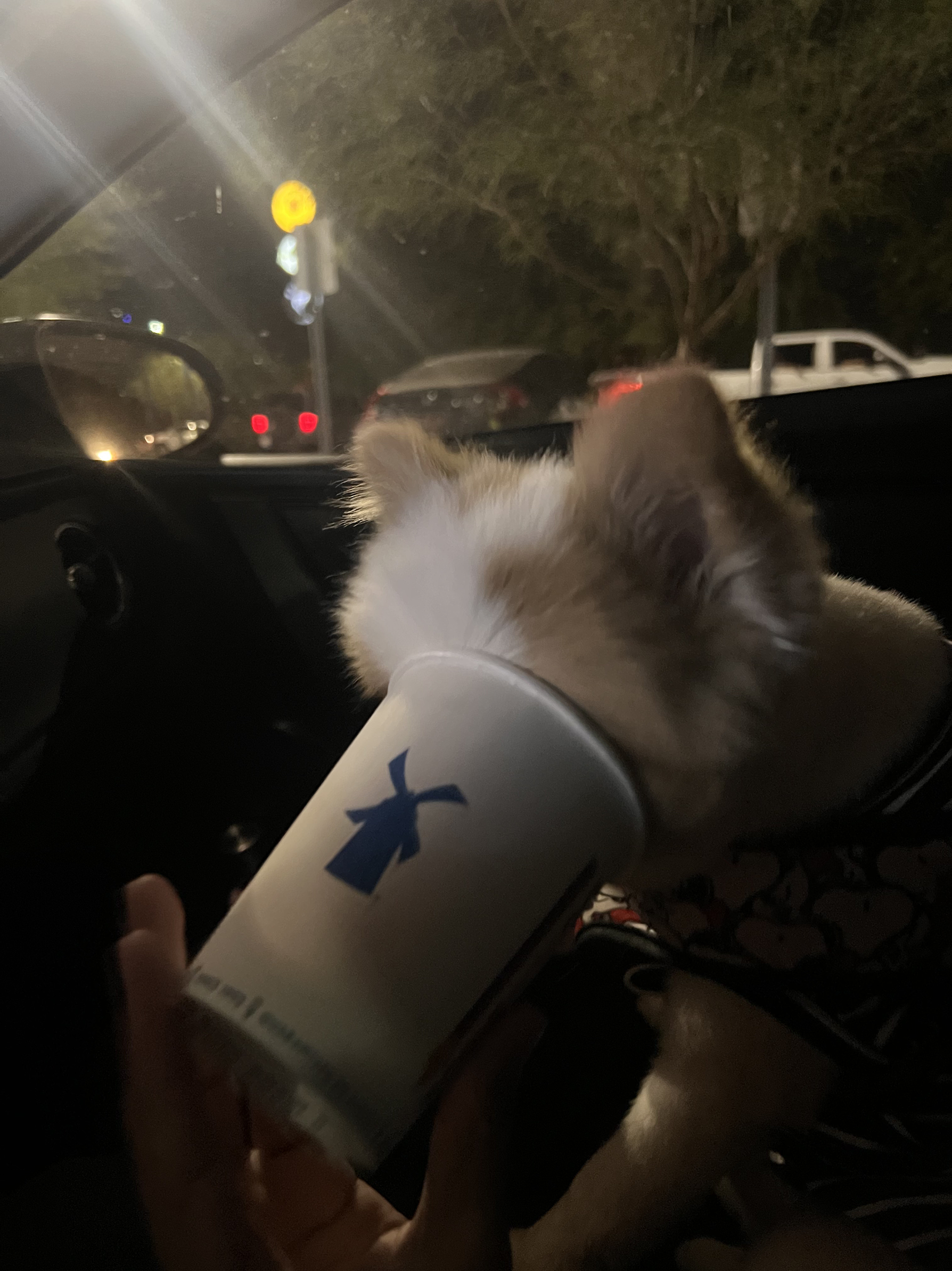 Fluffy and the pup cup
